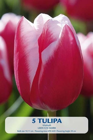 Tulip Leen van der Mark 5-pakning